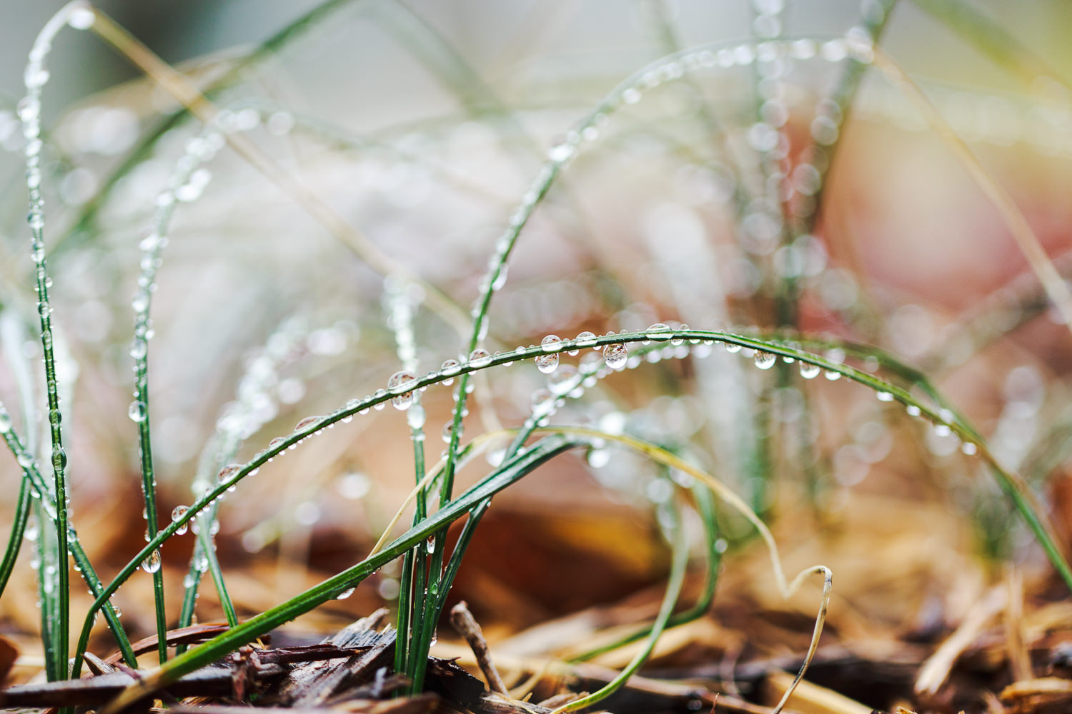 Misty-Prochaska-Lincoln-Nebraska-still life-nature-3.jpg