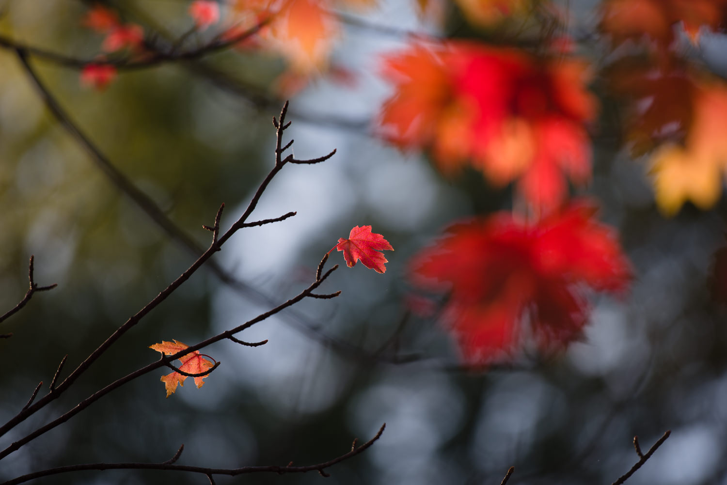 Misty-Prochaska-Lincoln-Nebraska-still life-nature-29.jpg