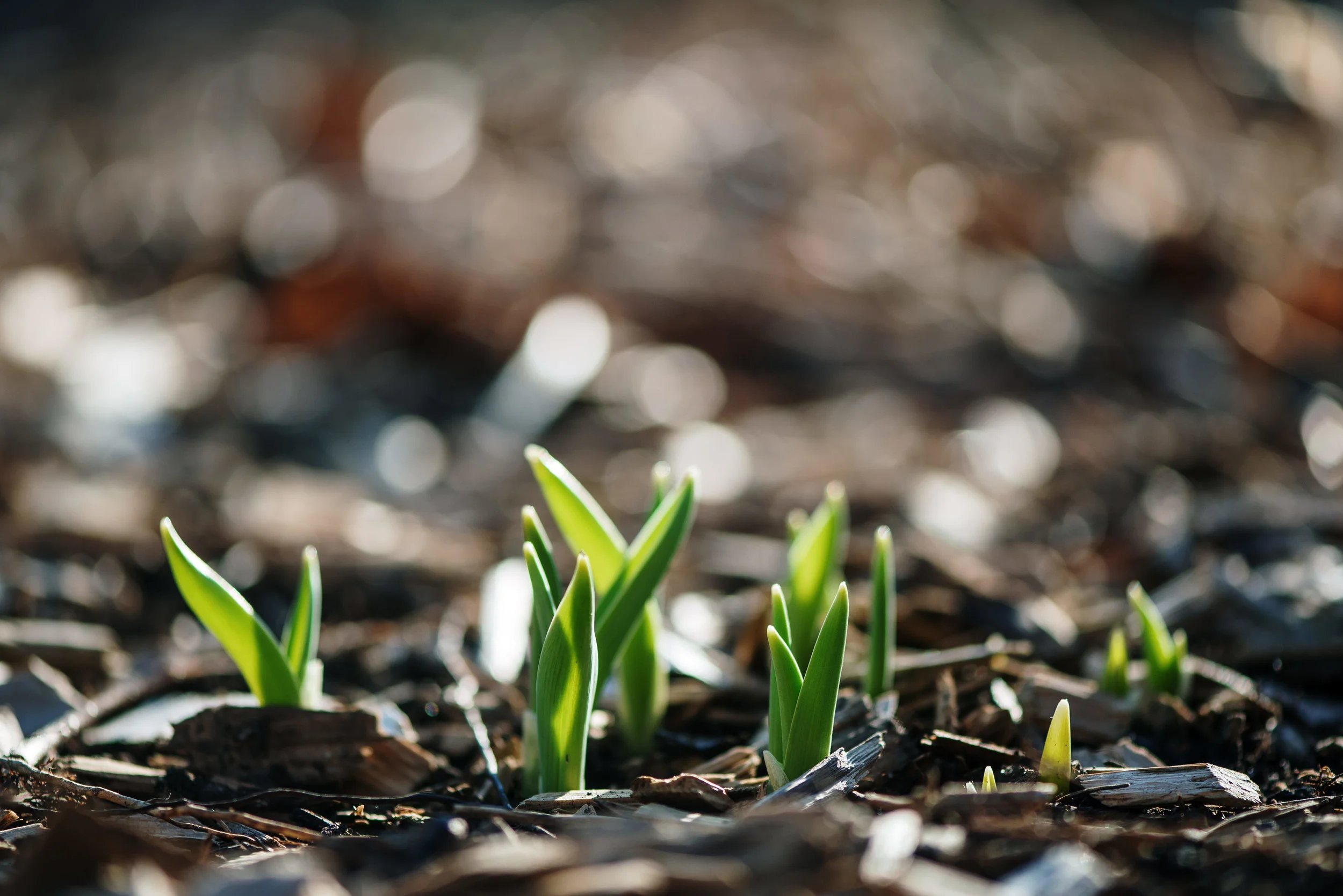 first signs of spring in Lincoln Nebraska with bokeh.jpg