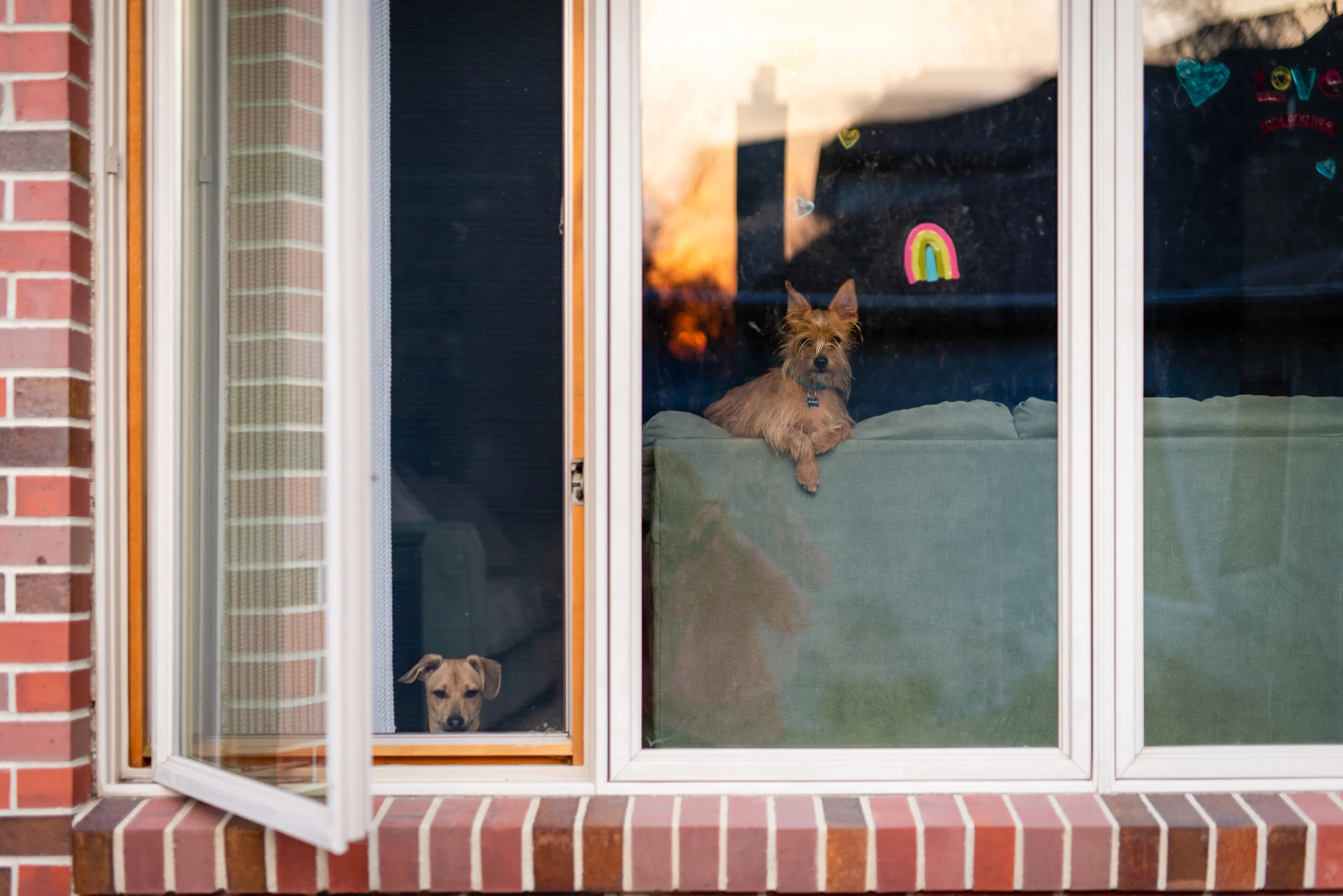two dogs looking out a window.jpg