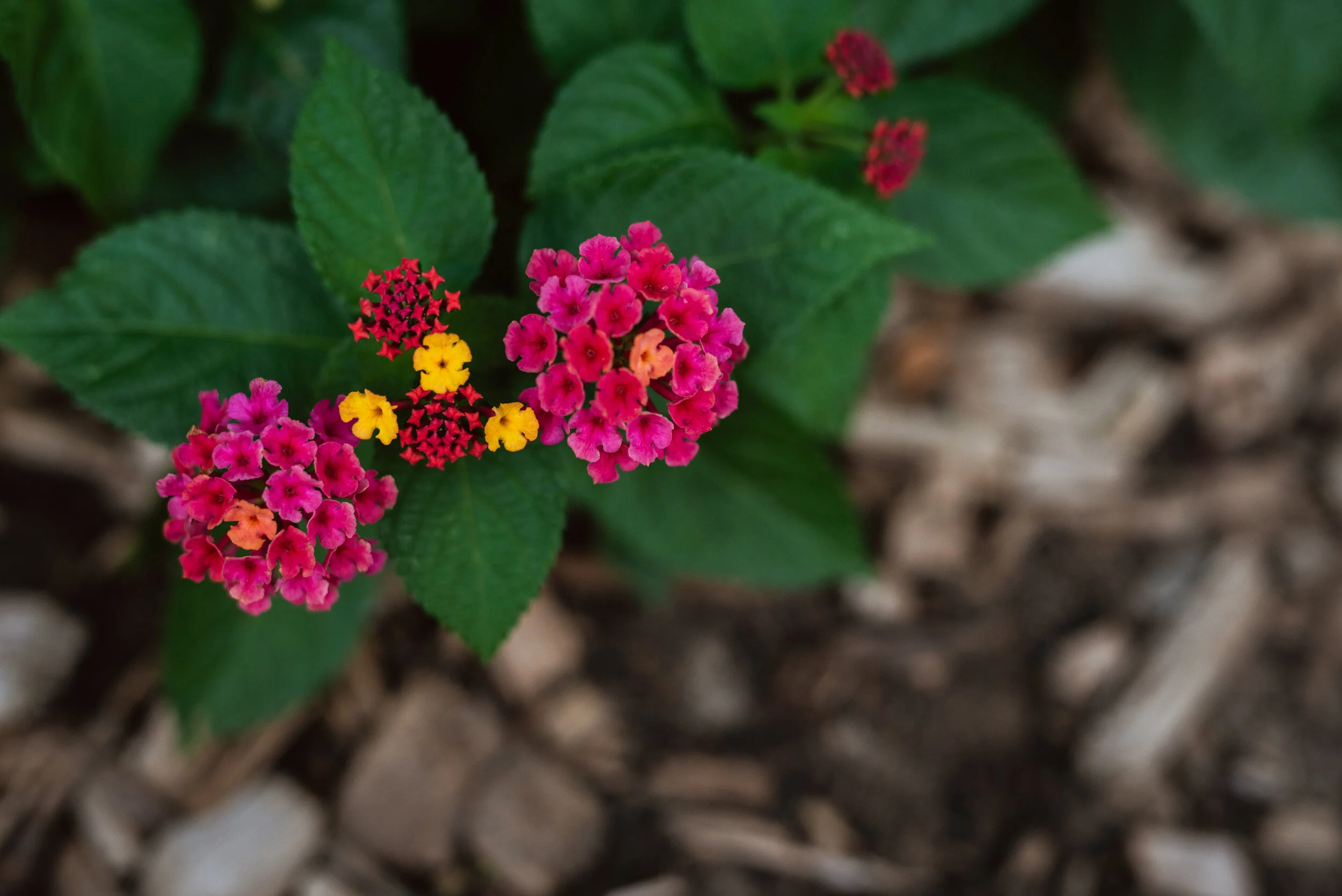 week 37 misty prochaska Lincoln Nebraska 2019-4.jpg