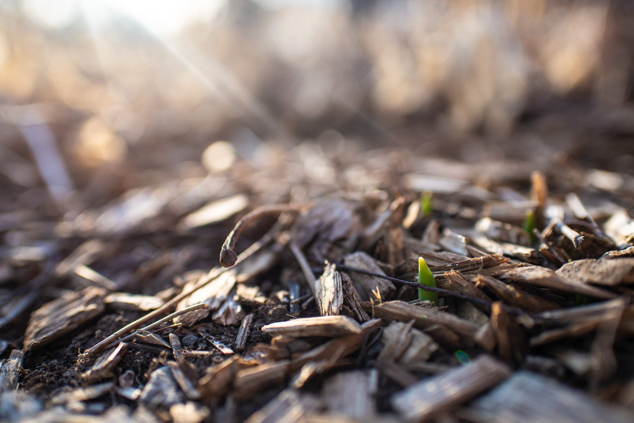 week 9 project 366 Misty Prochaska Lincoln Nebraska-3.jpg