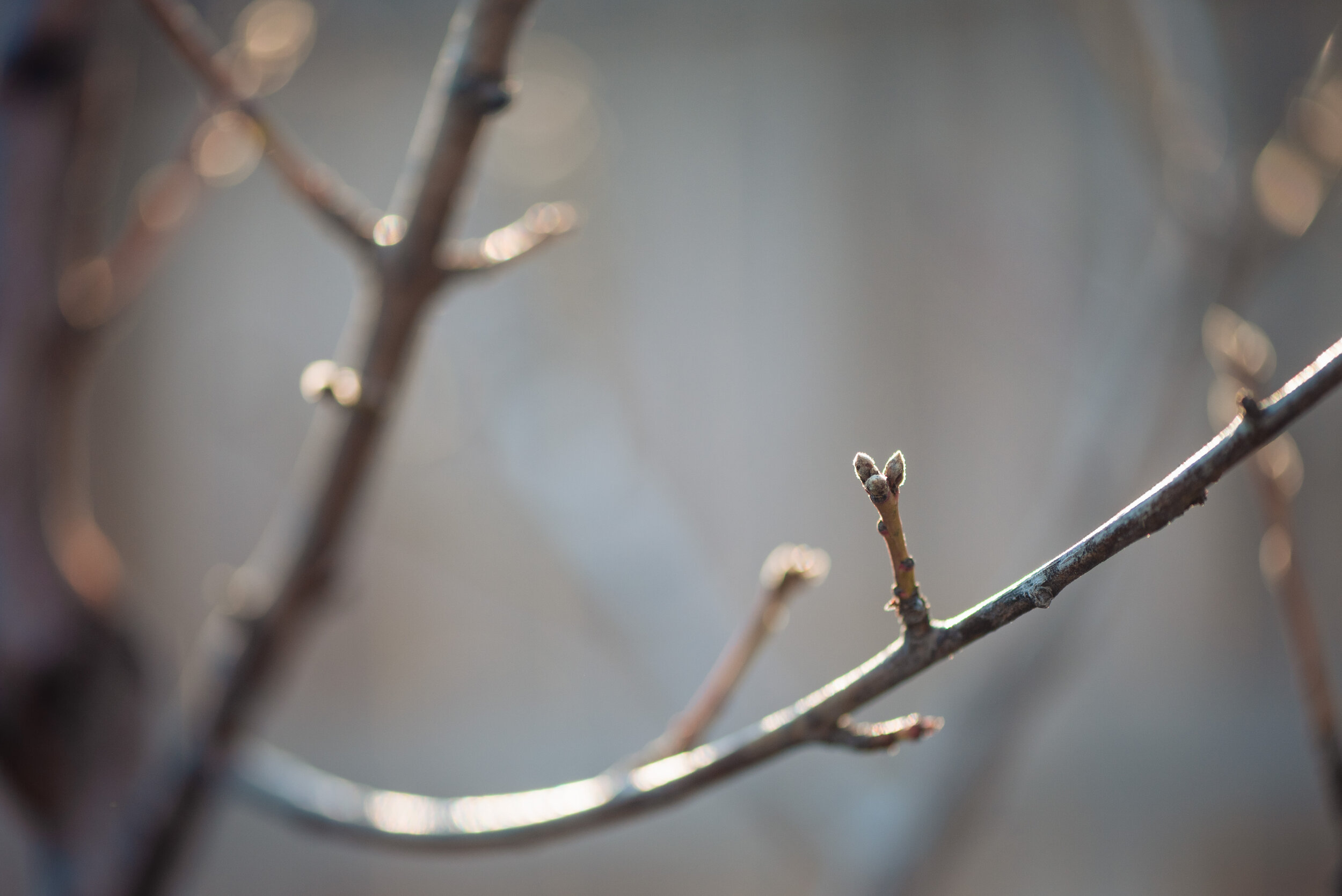 week 9 project 366 Misty Prochaska Lincoln Nebraska-5.jpg