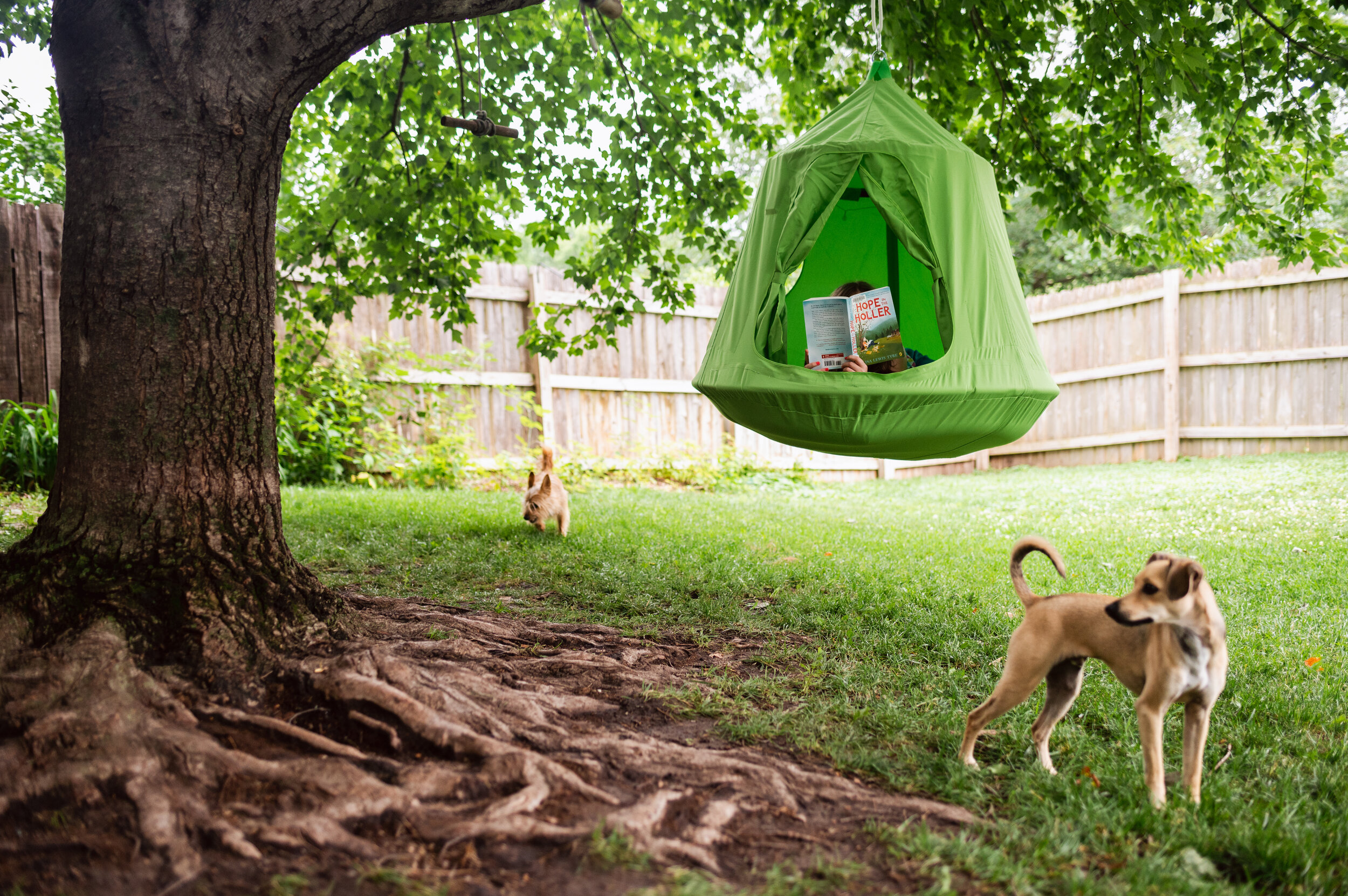 reading a book in a tree swing backyard.jpg