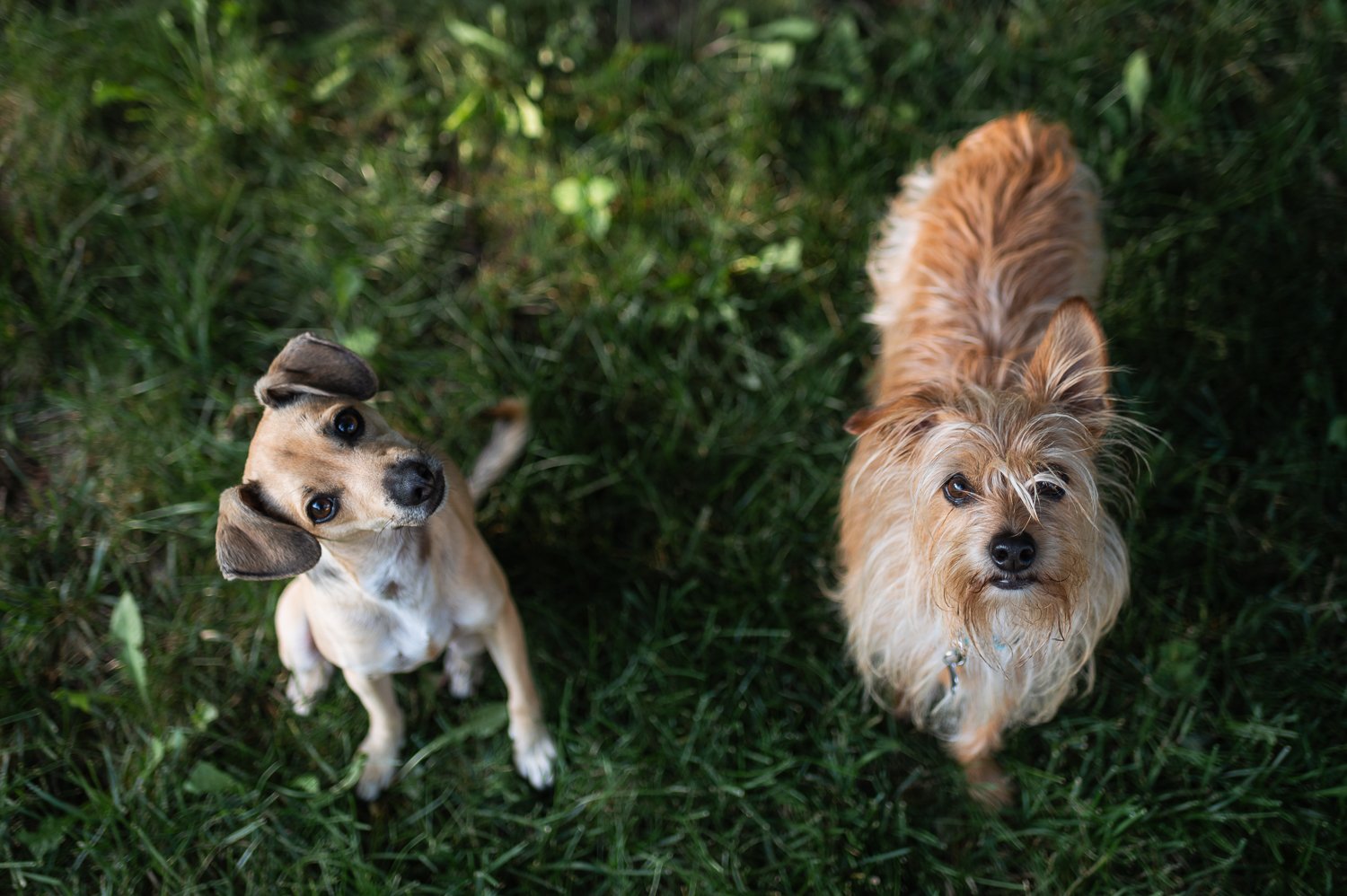 two terrier mix dogs in a backyard.jpg