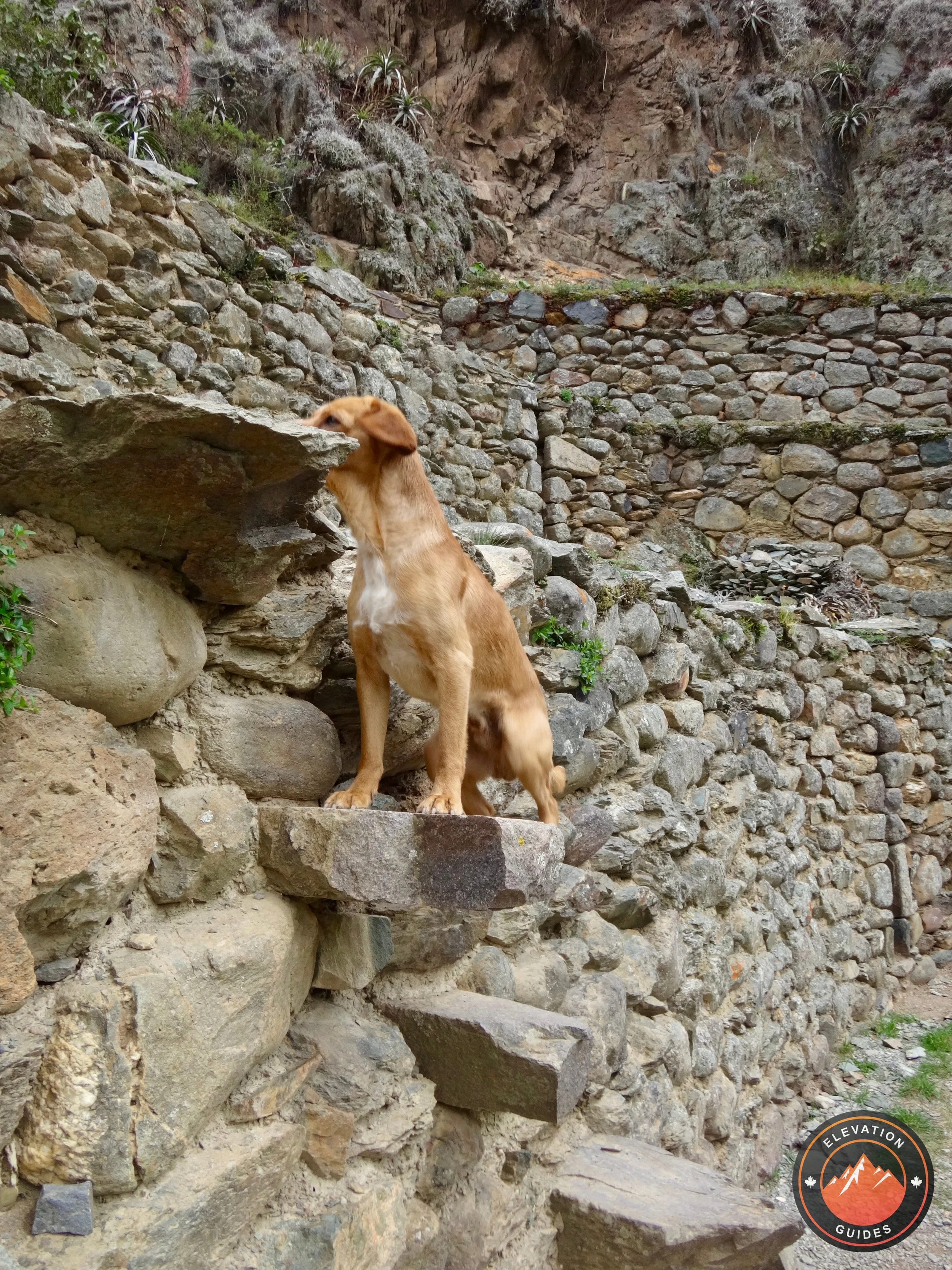 Elevation Guides Peru Nov 2017_151.jpeg