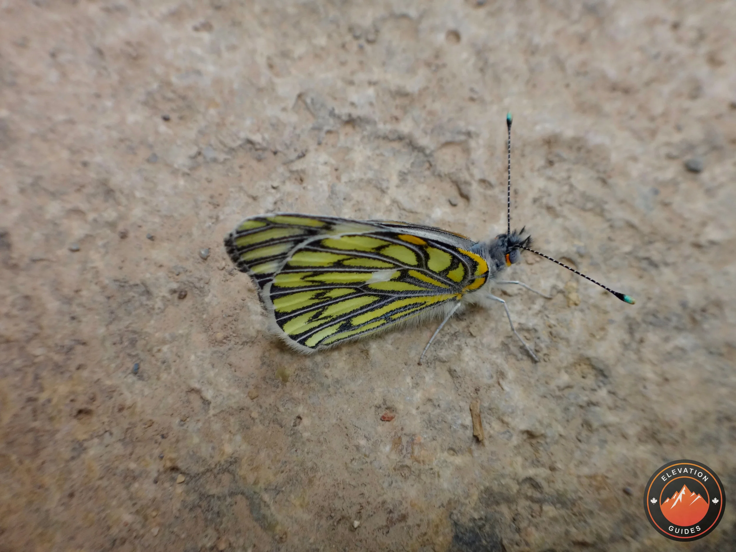Elevation Guides Peru Nov 2017_144.jpeg