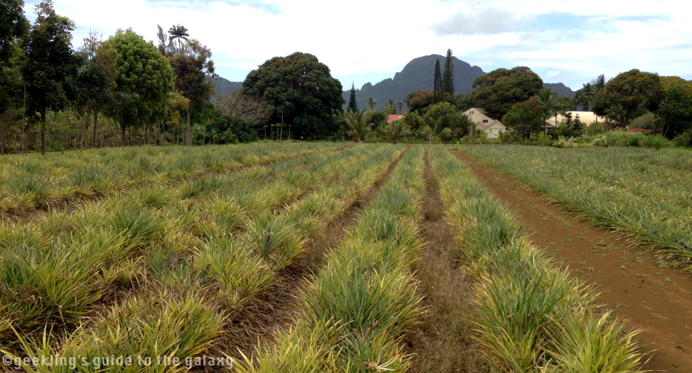 Pineapple farming at the Kilohana Plantation in Kauai, HW.