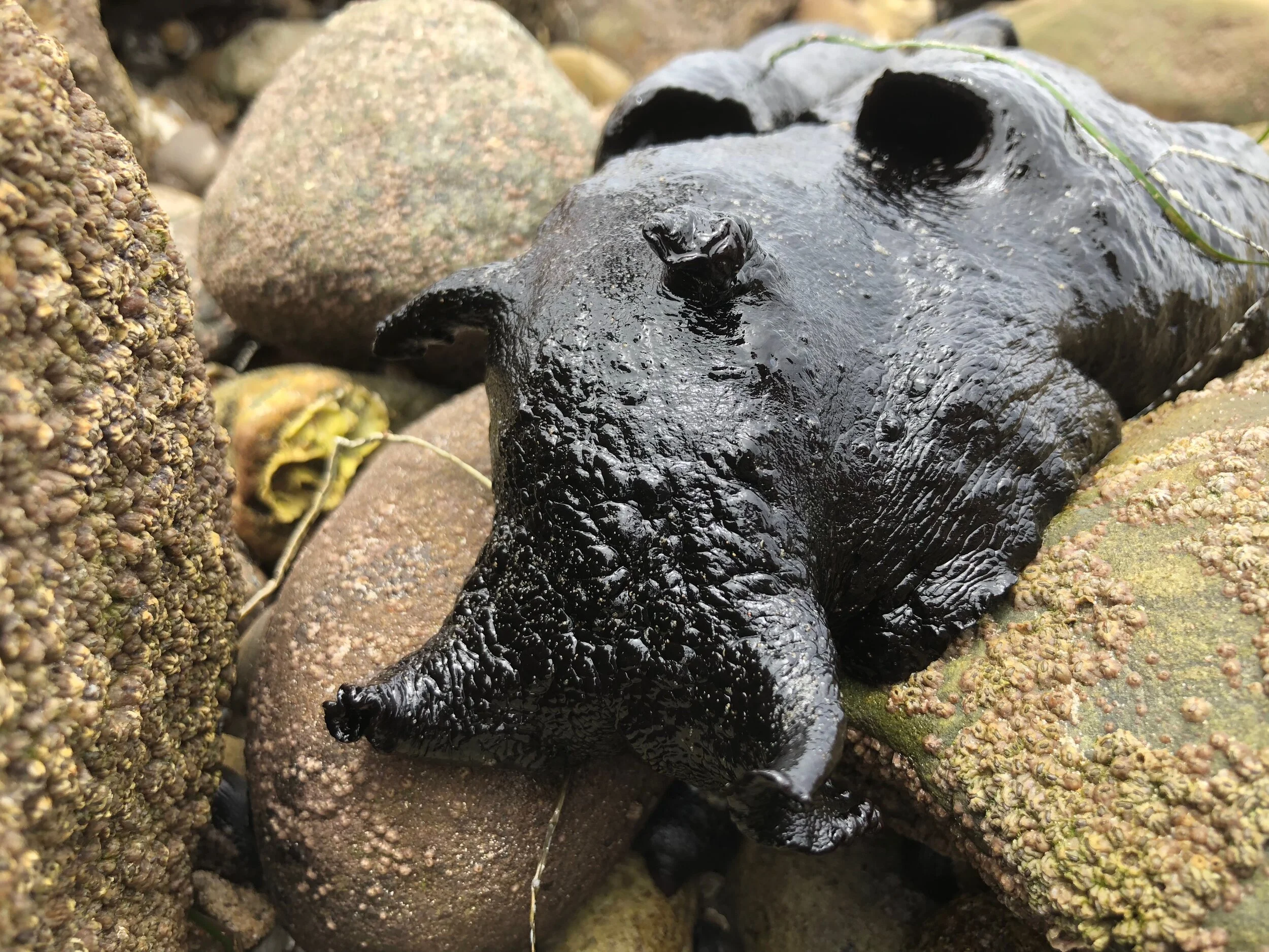 7 Cool Animals You Can Find in California Tide Pools