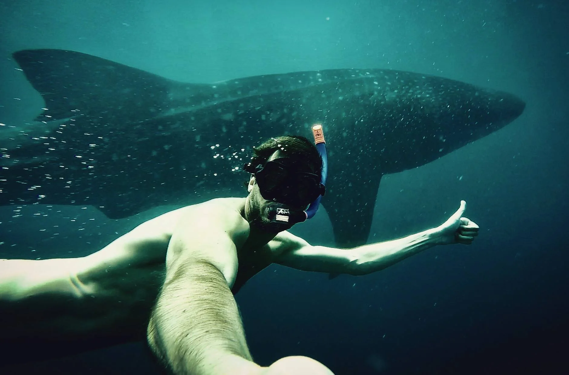 Greg's new friend the 7m whale shark