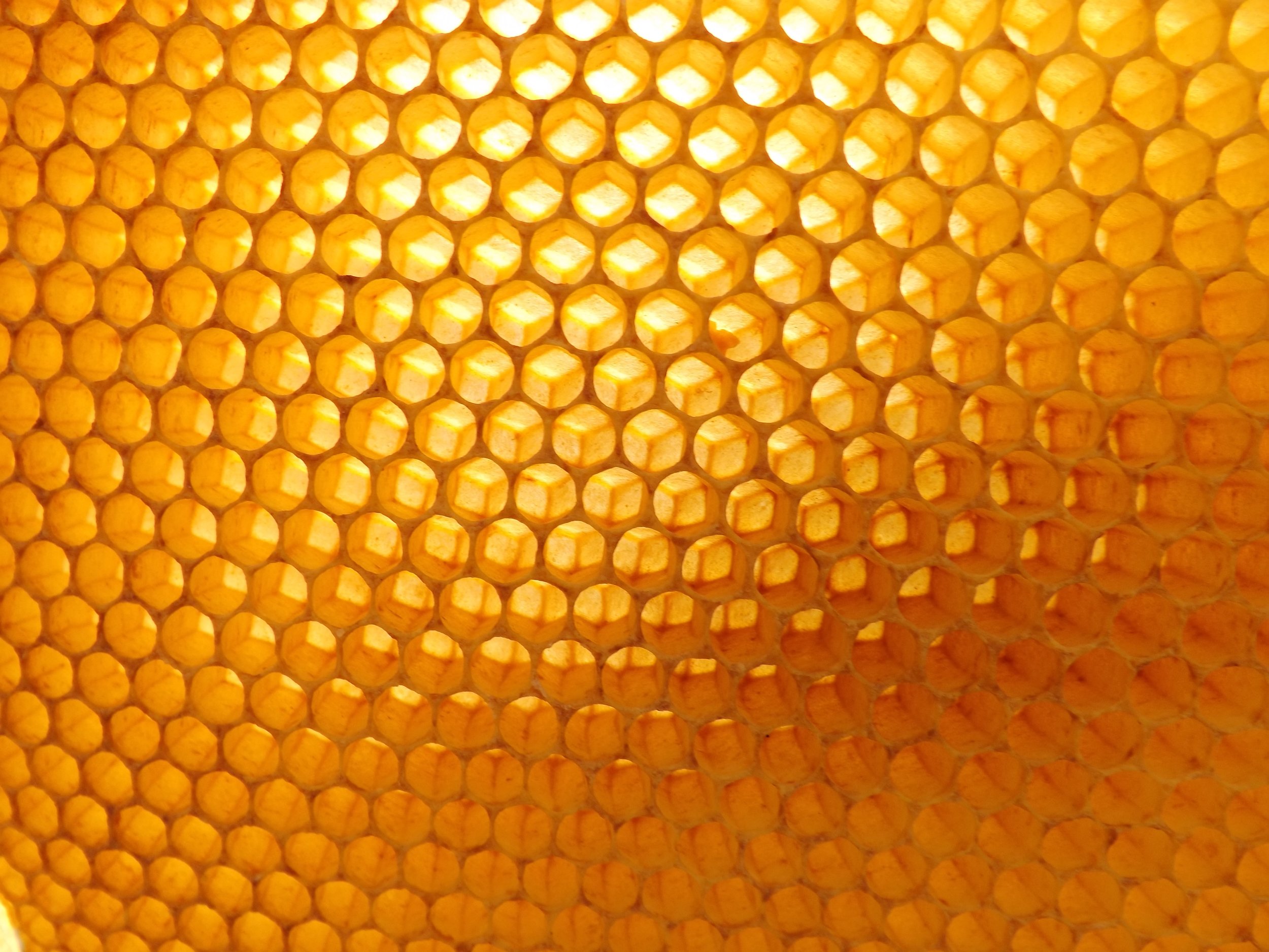 honeycomb-530988.jpg