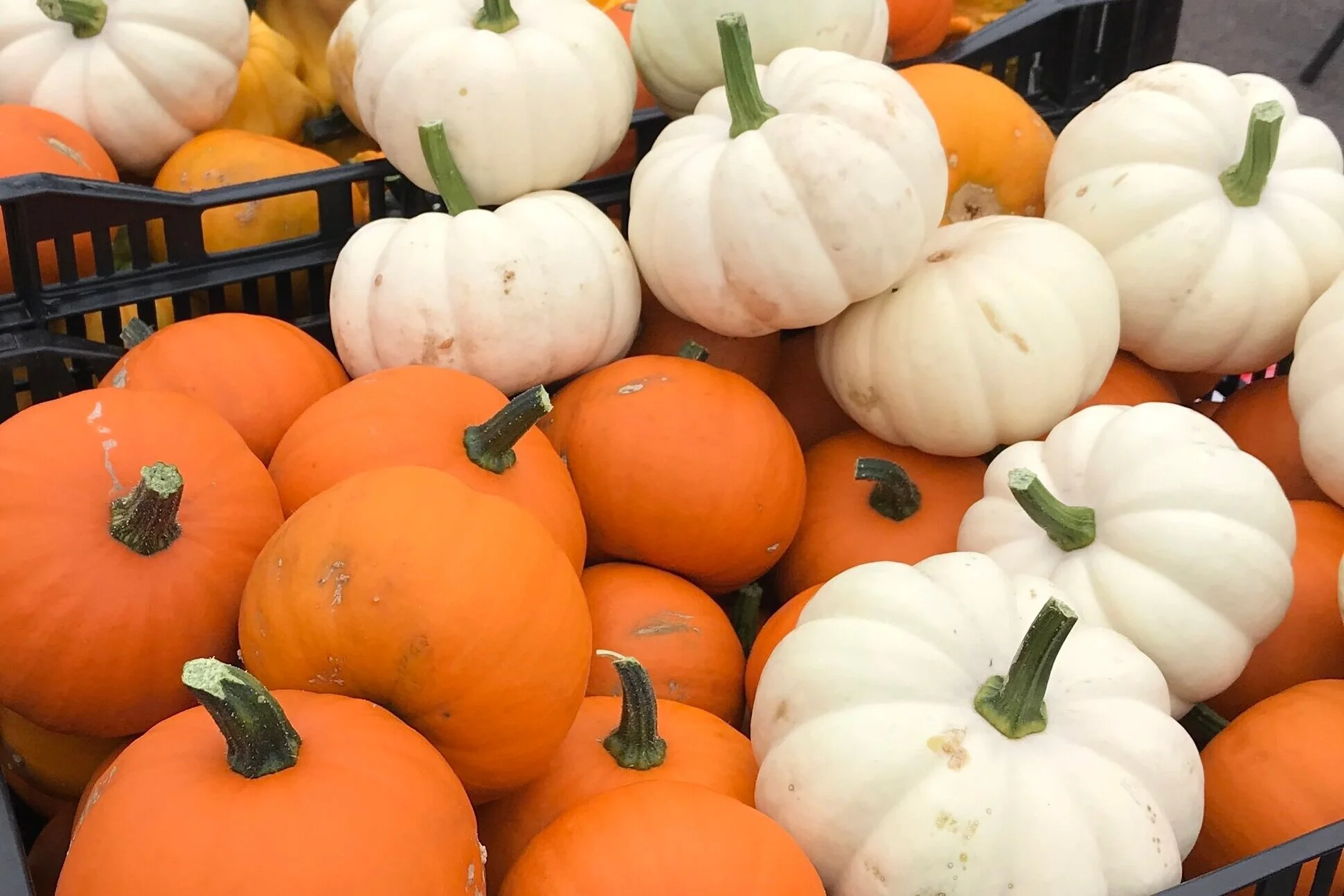 Celebrate the pumpkin at the Oct. 7 Farmers Market