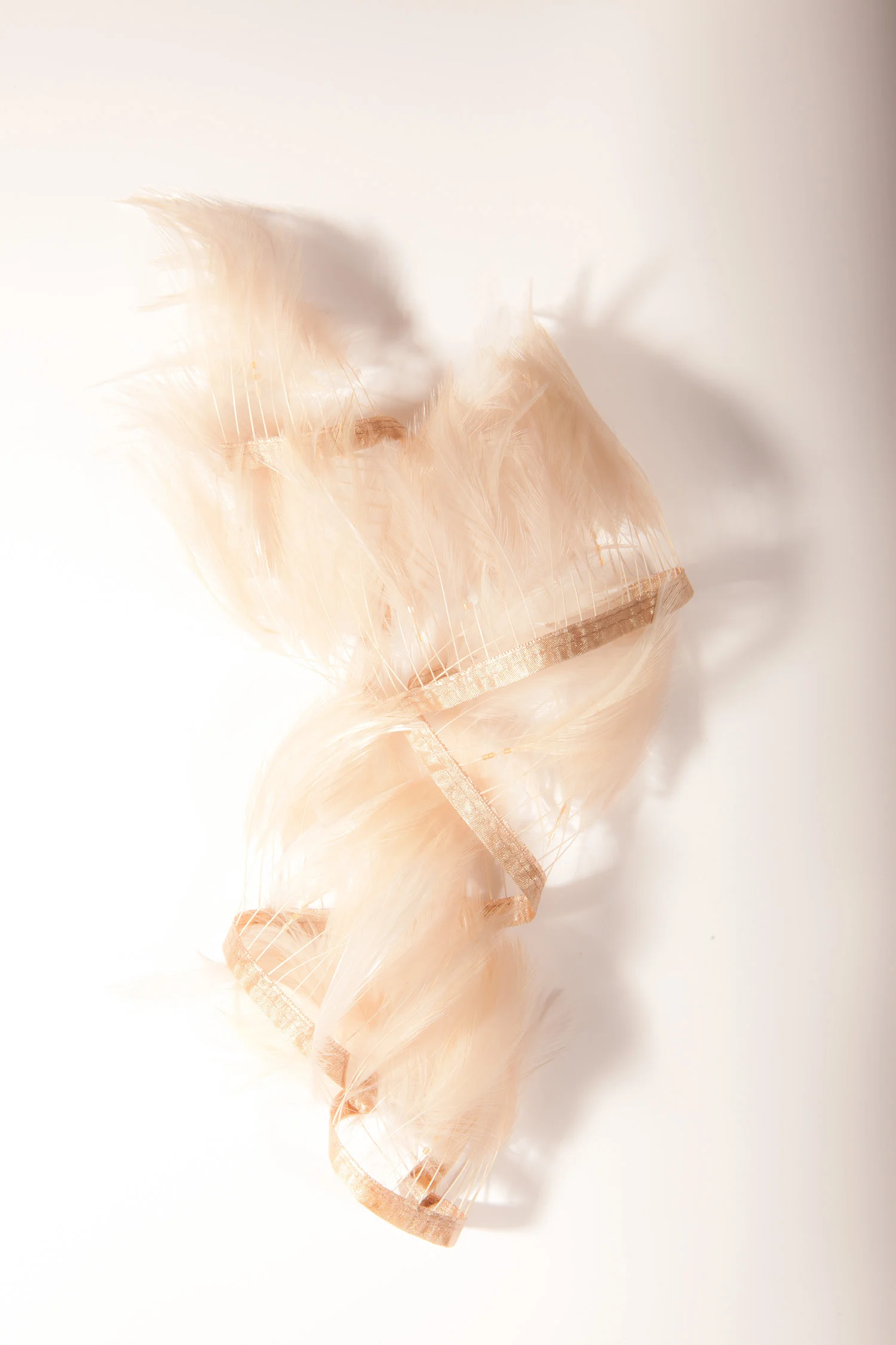 Plume.jpg