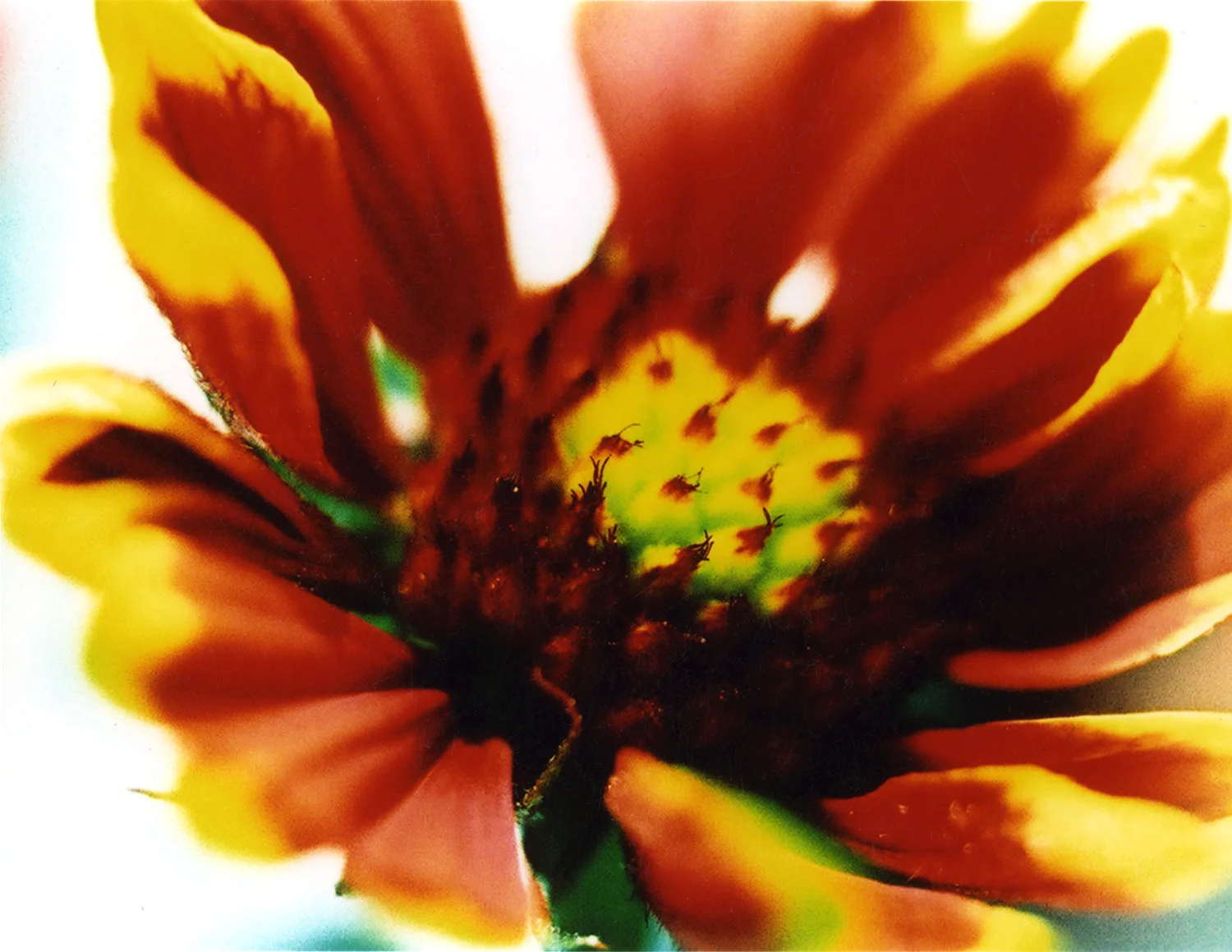 Fleur_Rouge.jpg