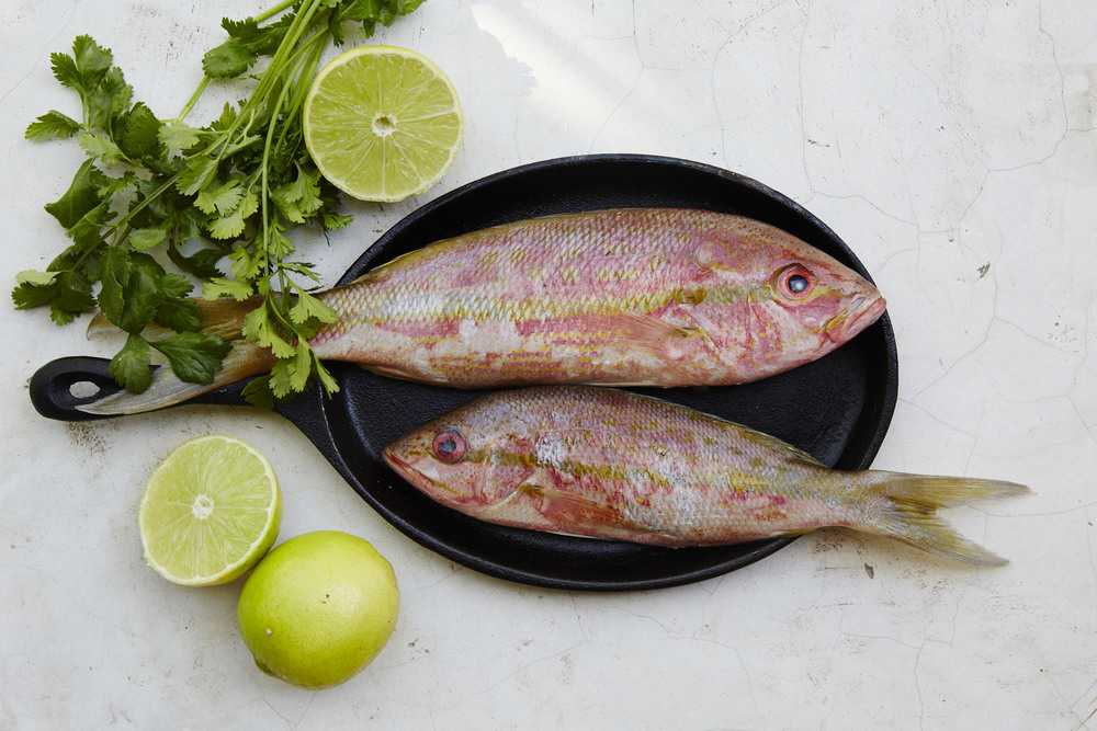 fish.jpeg