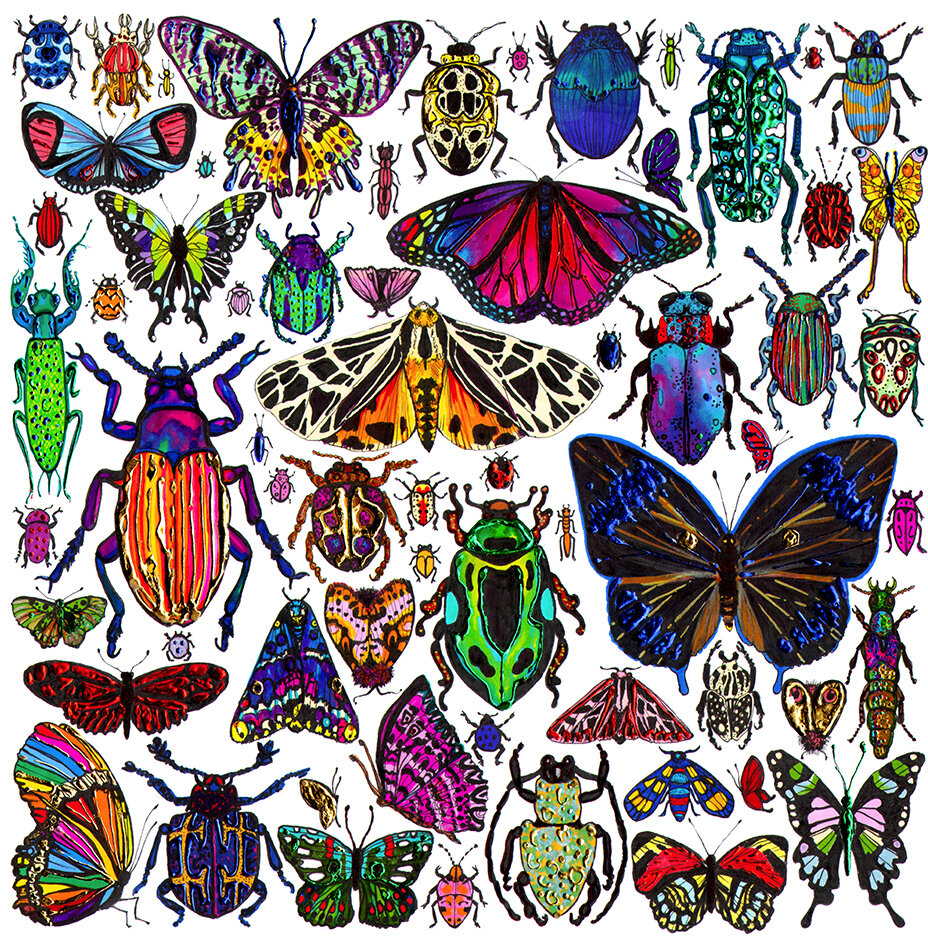 Beetles Bugs &amp; Butterflies White Giclée Print