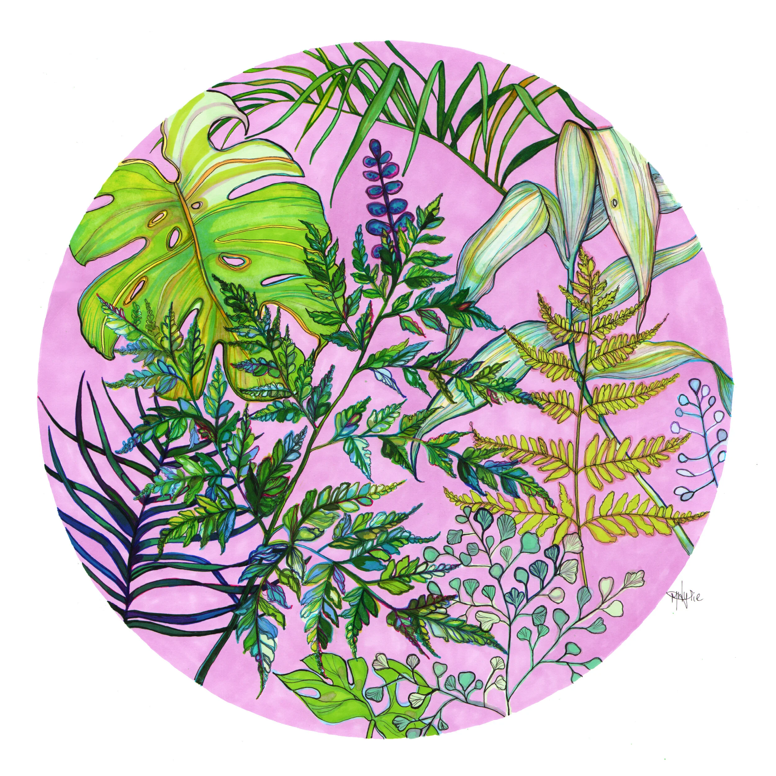 Ferns &amp; Monstera