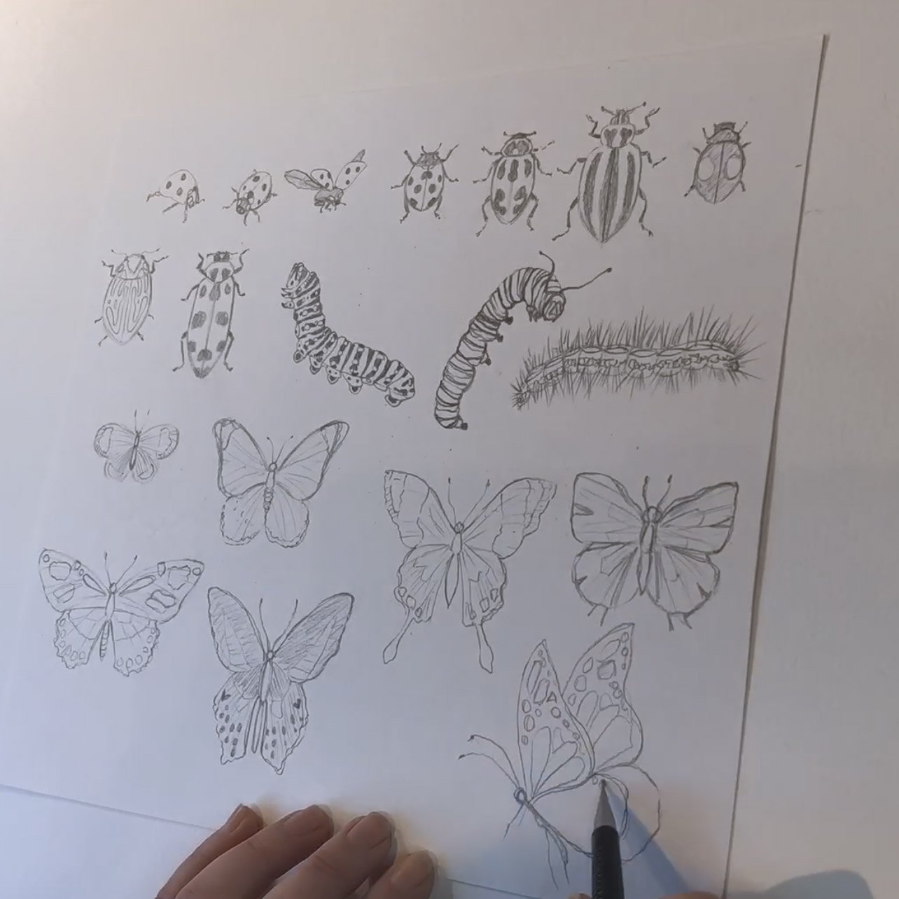 Pencil Drawing of Butterflies and Caterpillars.
