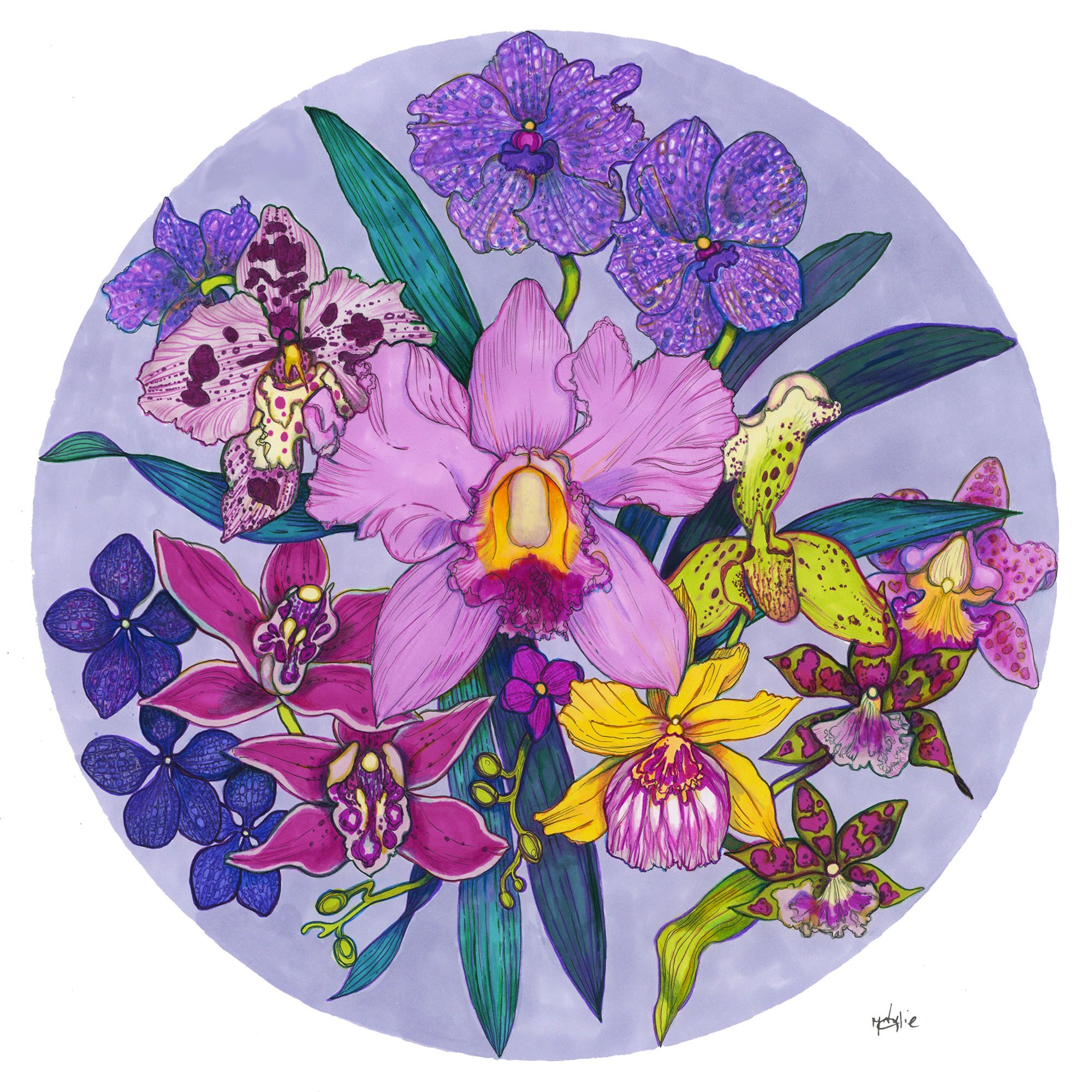 Garden of Eden Orchid Illustration