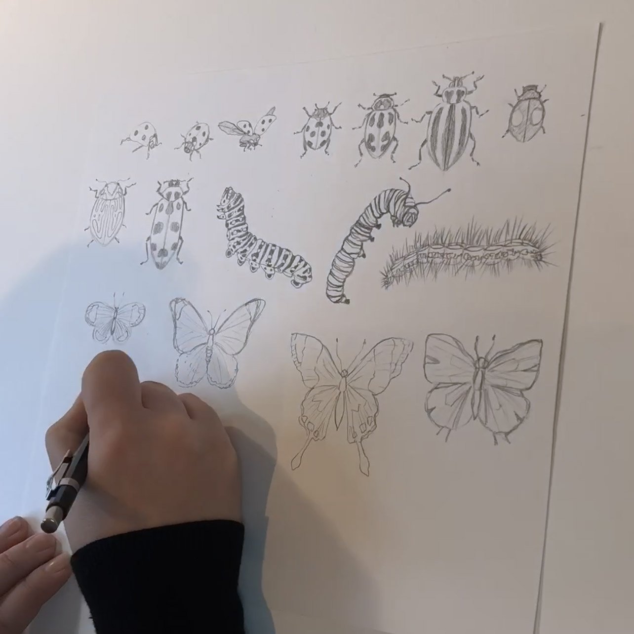 Floral+Disco+Pencil+Butterfly+Drawing+Marcella+Wylie.jpg