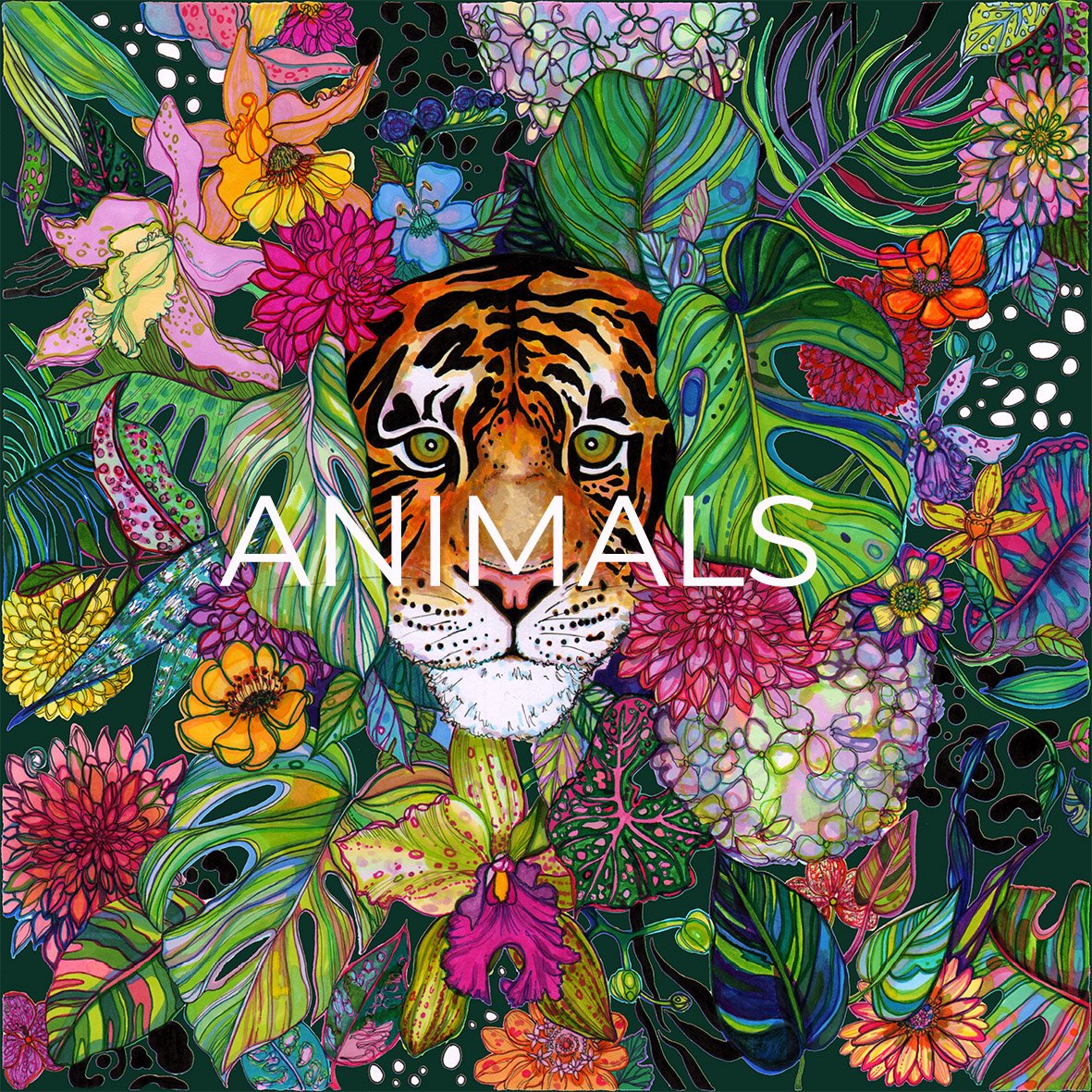 Marcella Wylie's animal illustration portfolio