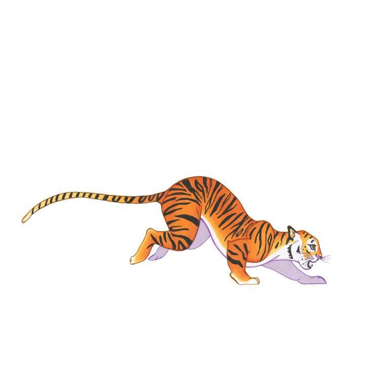 Tiger Pen Illustration by Marcella Wylie