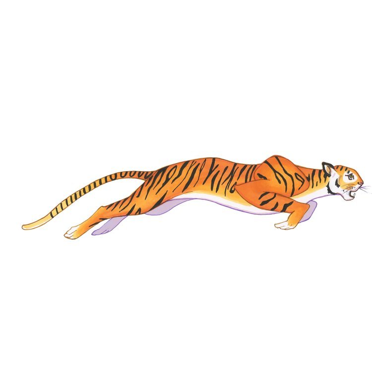 Tiger Illustration by Marcella Wylie