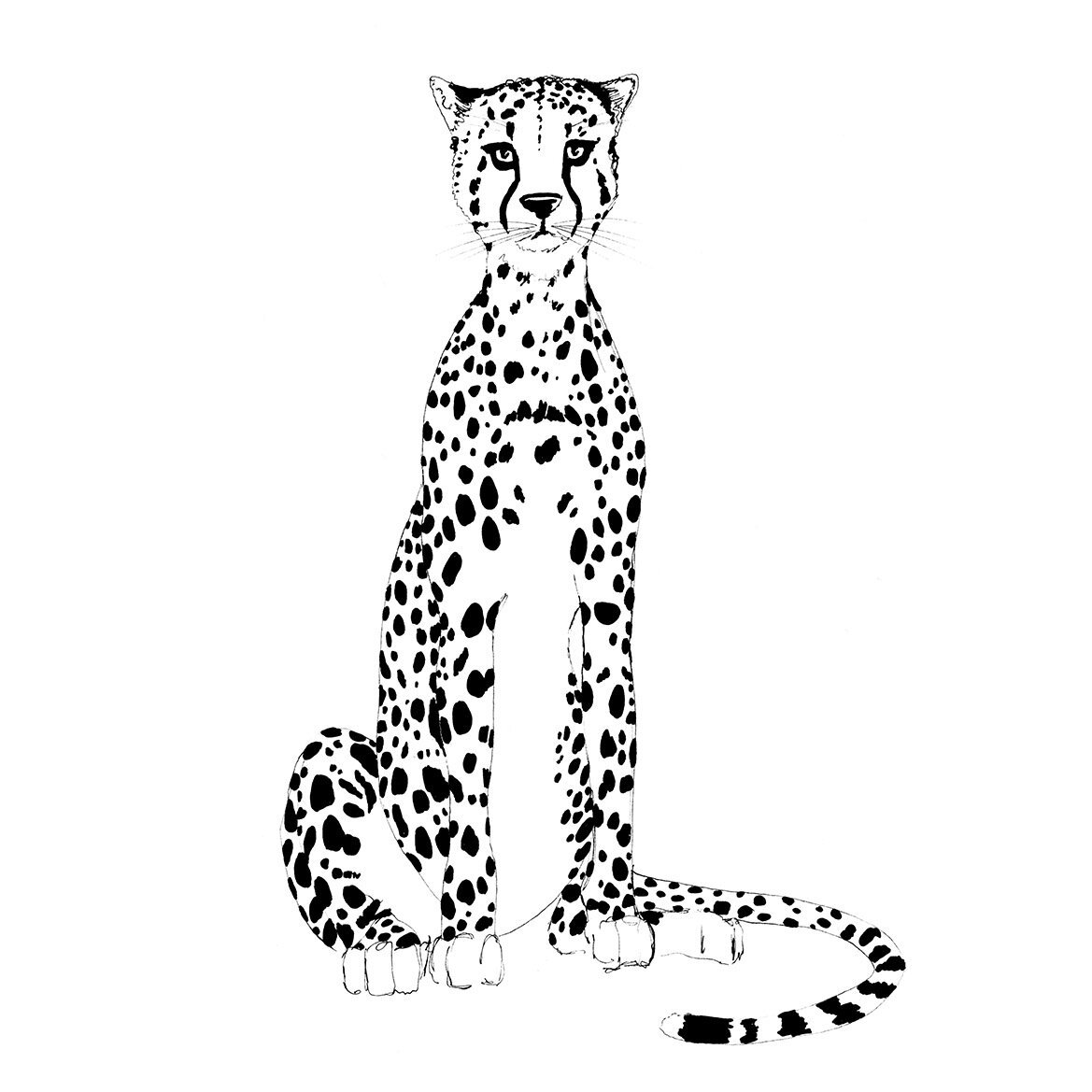 Black Pen Cheetah Illustration by Marcella Wylie