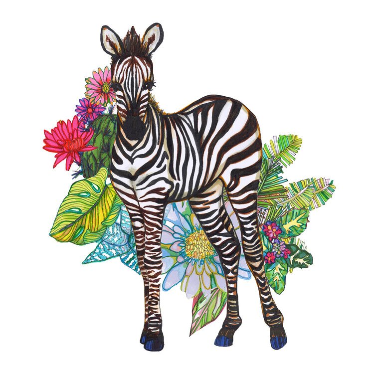 Colourful Zebra Illustration by Marcella Wylie