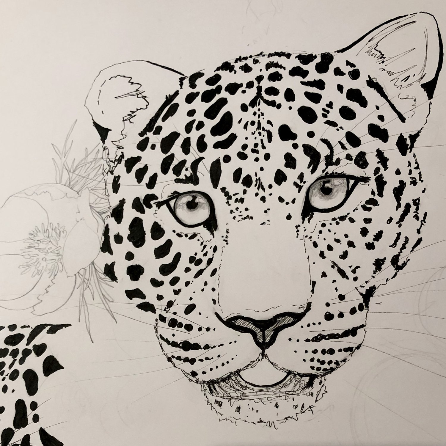 Amur Leopard Pencil Sketch by Marcella Wylie