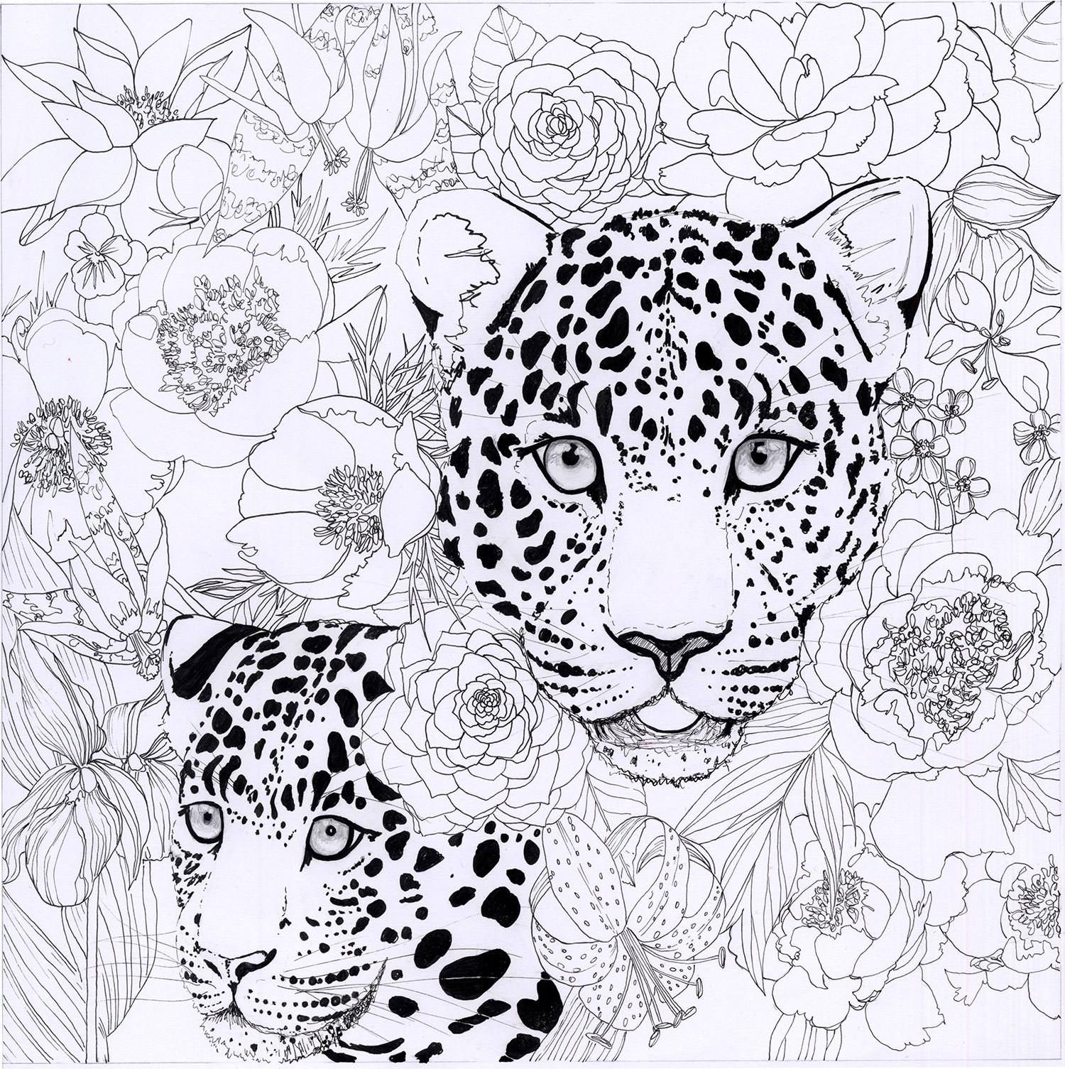 Amur Leopard Ink Illustration Hand Drawn by Marcella Wylie