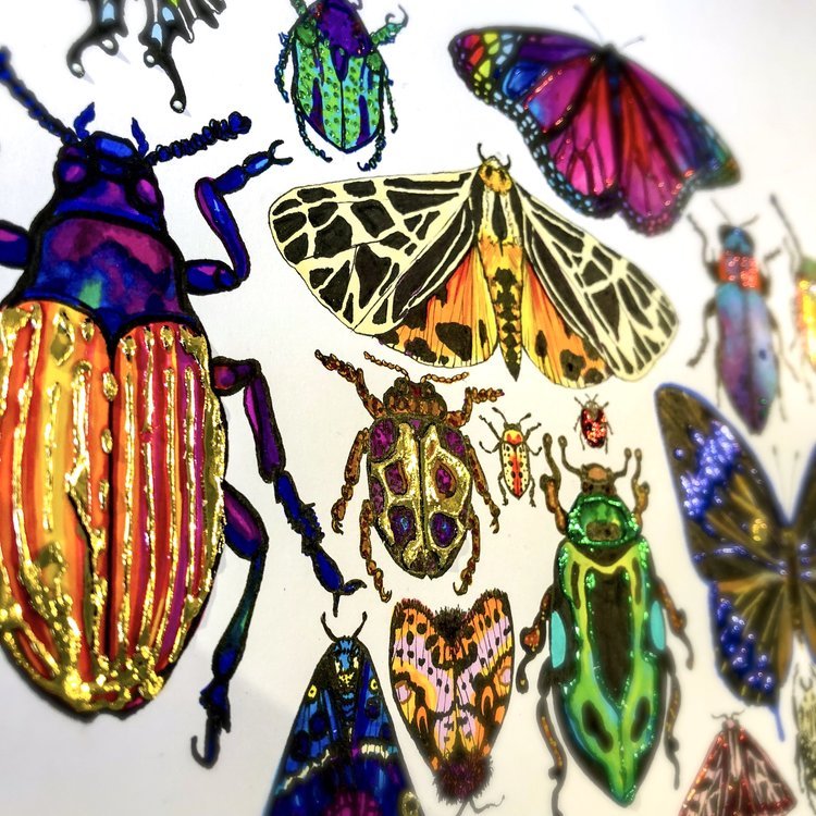Bug and Butterfly Illustration by Marcella Wylie