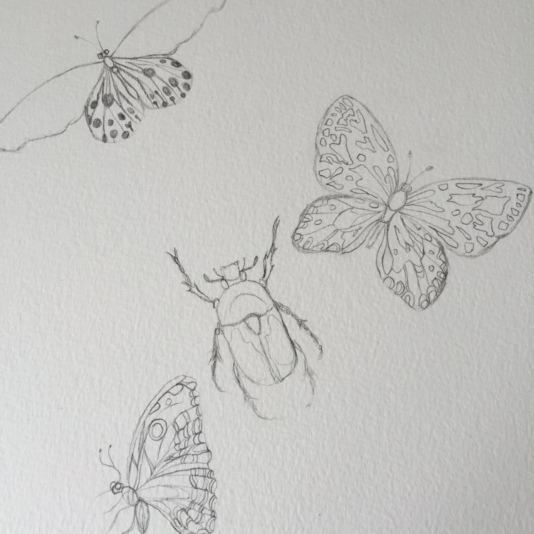 Bug and Butterfly Pencil Sketch by Marcella Wylie