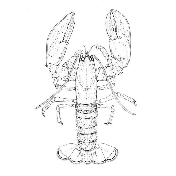 Lobster Illustration in Black Pen by Botanical Illustrator Marcella Wylie
