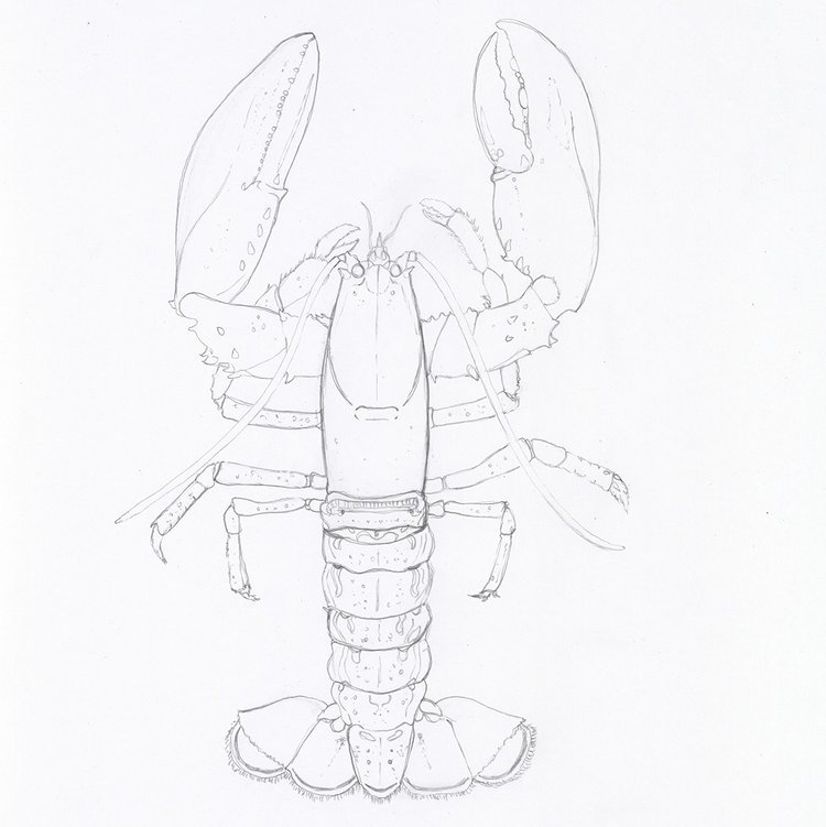 Pencil Drawing of a Lobster by Marcella Wylie