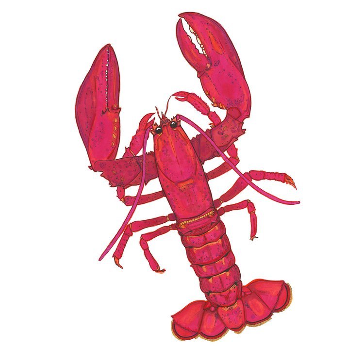 Lobster Illustration in Ink by Botanical Illustrator Marcella Wylie