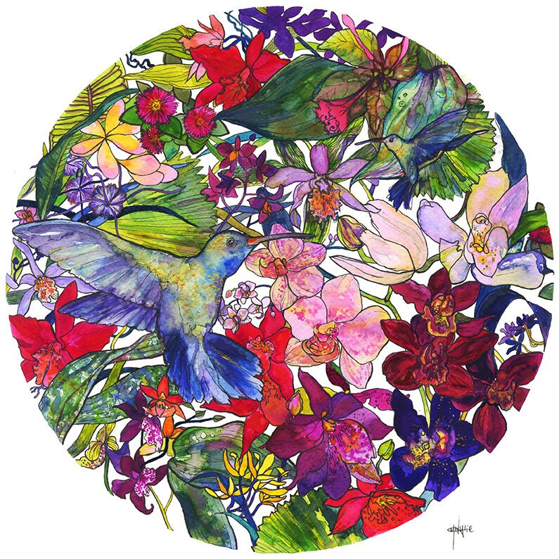 Watercolour Hummingbird Illustration by Botanical Illustrator Marcella Wylie