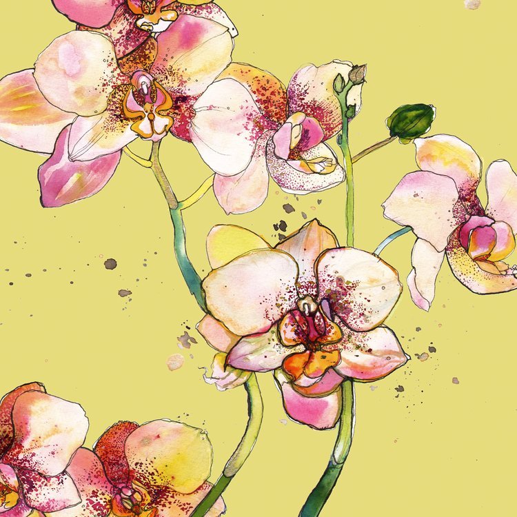 Pink Orchid illustration by Marcella Wylie 