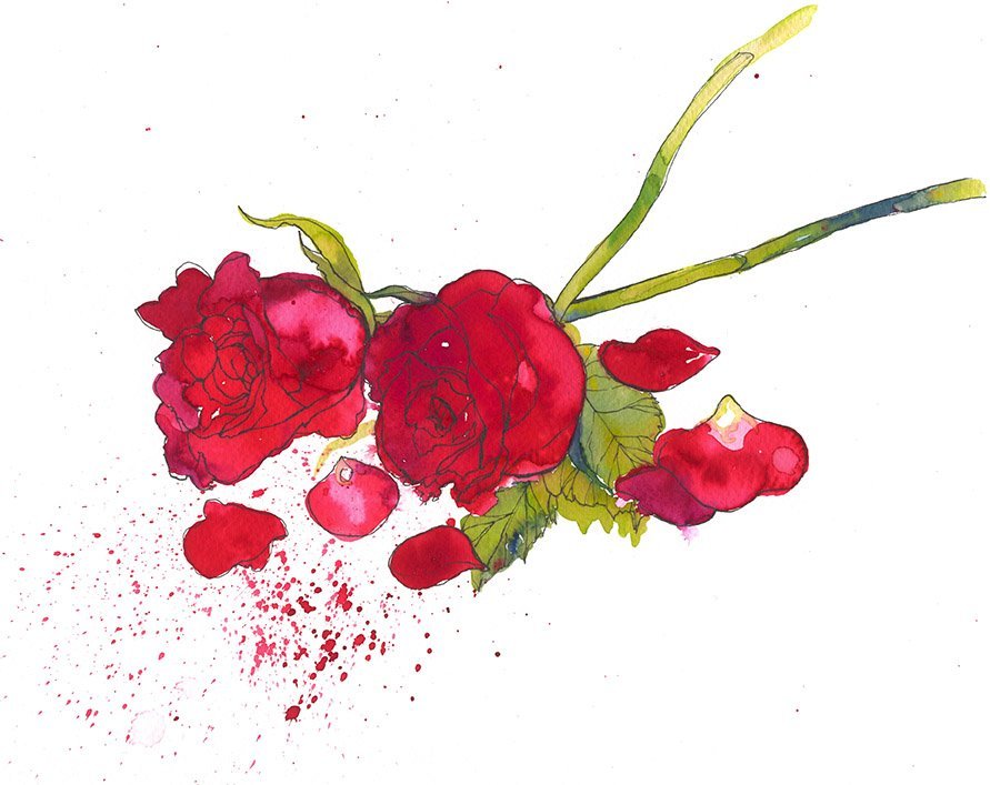 Red Rose Illustration in Watercolour by Botanical Illustrator Marcella Wylie for Prima Magazine