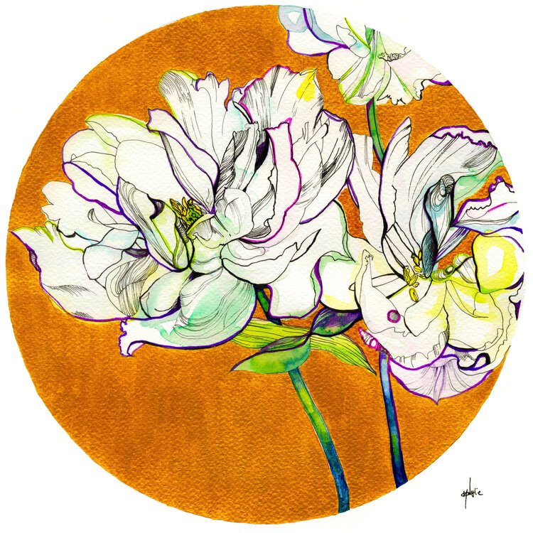 White Peonies Illustration by Marcella Wylie 