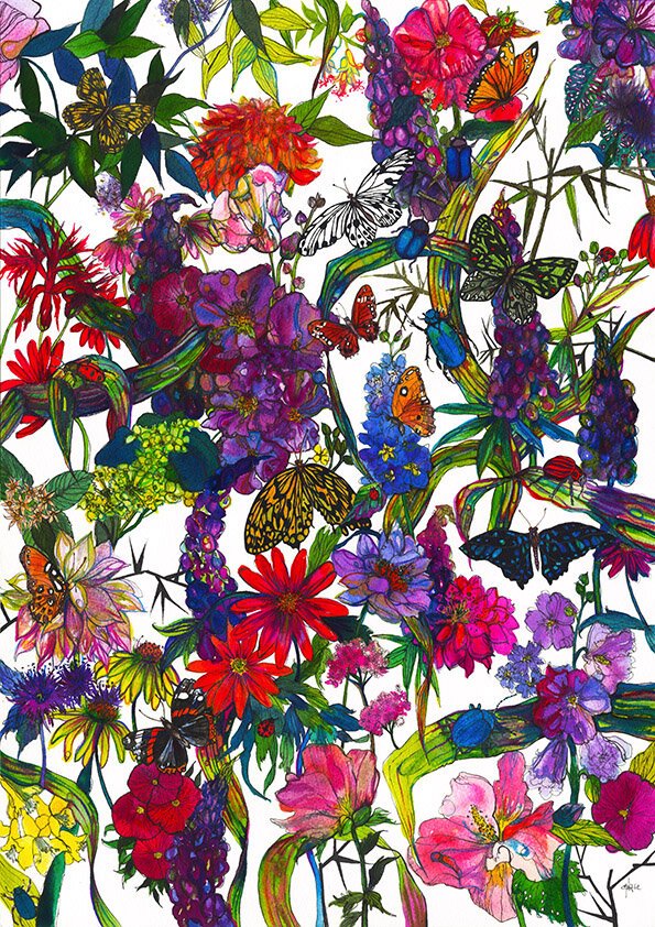 Botanical Butterflies Watercolour Illustration by Marcella Wylie  