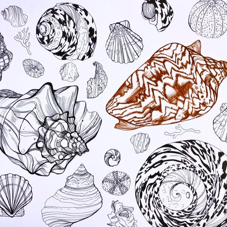 Sea Shell Pen Illustration by Marcella Wylie 