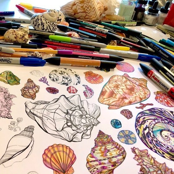 Sea Shell Pen Drawing by. Marcella Wylie 