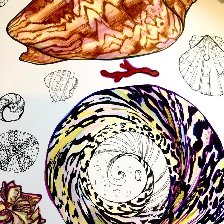 Sea Shell Illustration Hand Drawn in Pen by Marcella Wylie 