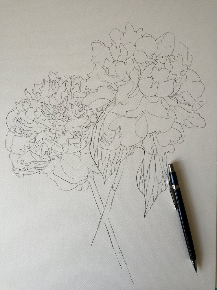 Pencil sketch of peonies by Marcella Wylie 