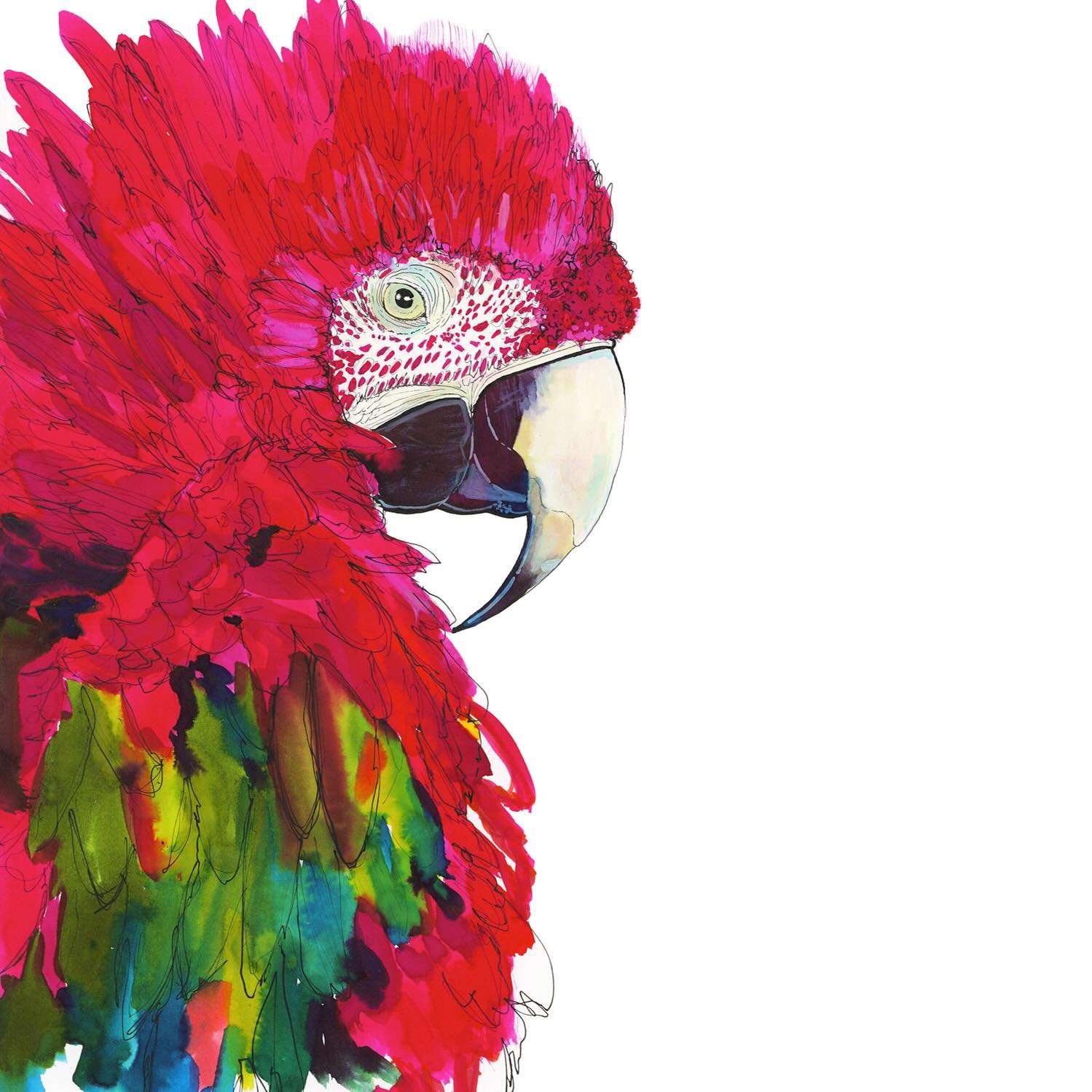SCARLET MACAW

Macaws are the largest parrots in the world &mdash; the body of the scarlet macaw from beak to tail can be as long as 83cm.

This beautiful parrot has a creamy white, almost featherless face, with bright red plumage covering most of it