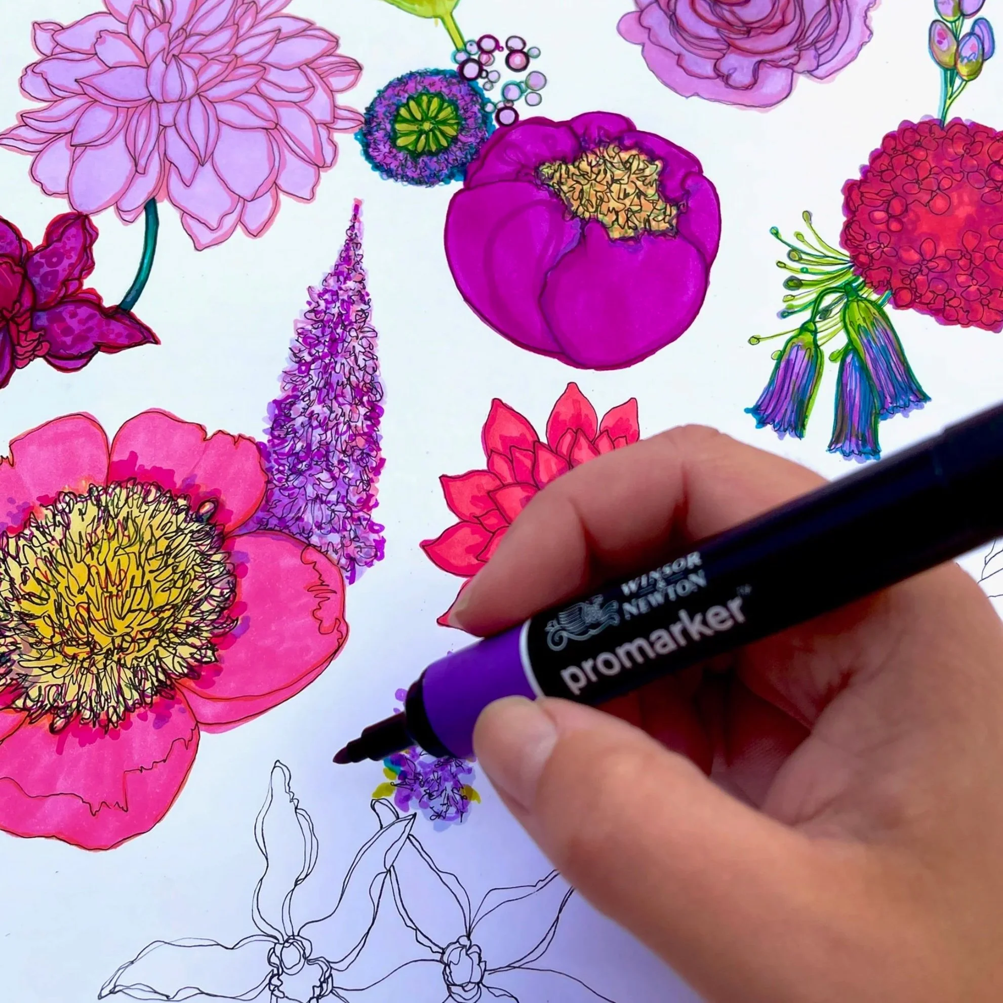 Botanical+Illustrator+Marcella+Wylie+drawing+Flowers.jpg