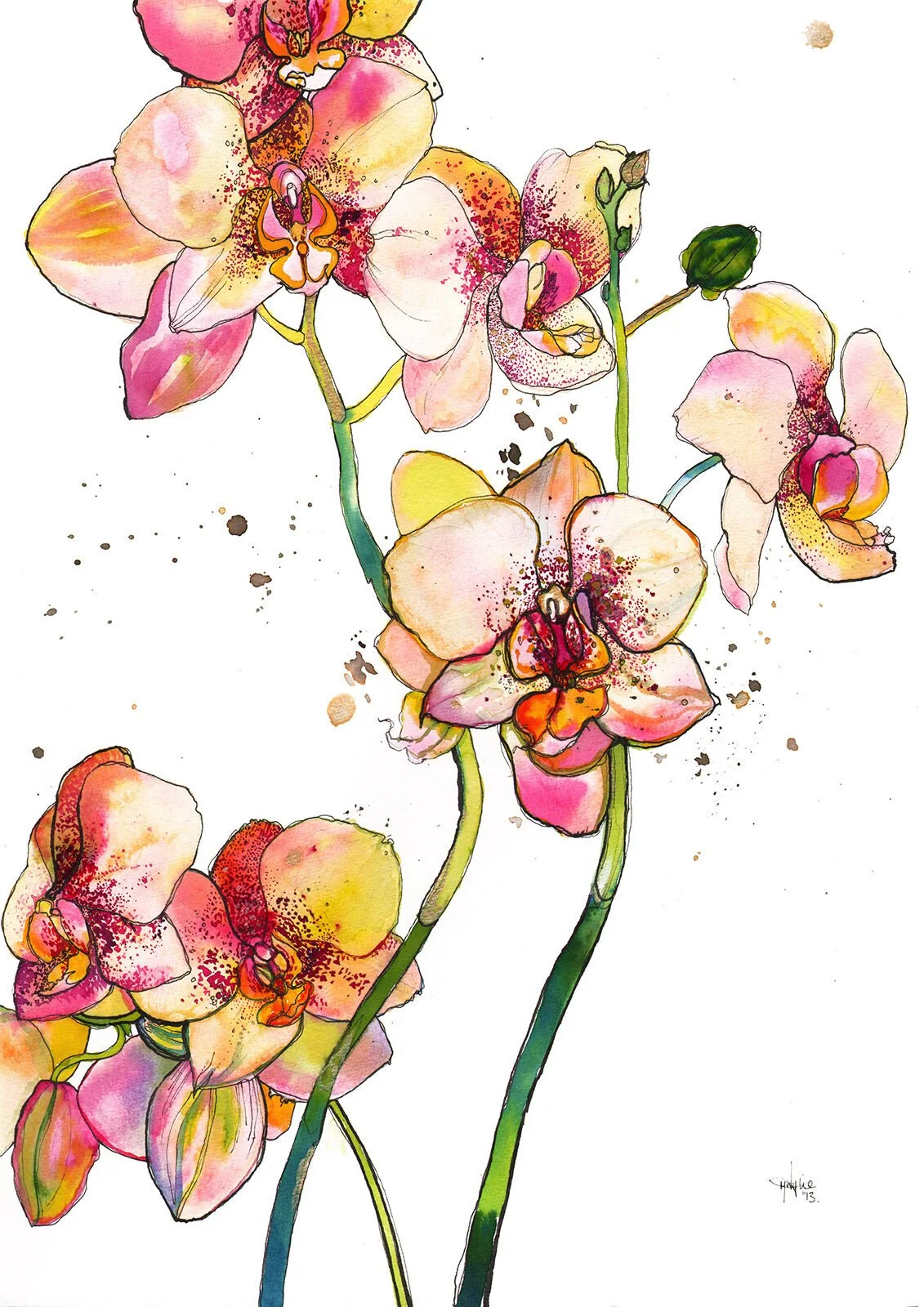 Pink Orchids Watercolour Colourful Botanical Illustration by Marcella Wylie.jpg