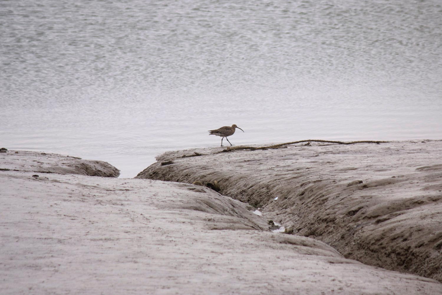 The muddy creeks of Wat Tyler enjoy a huge variety of visiting birds all year round