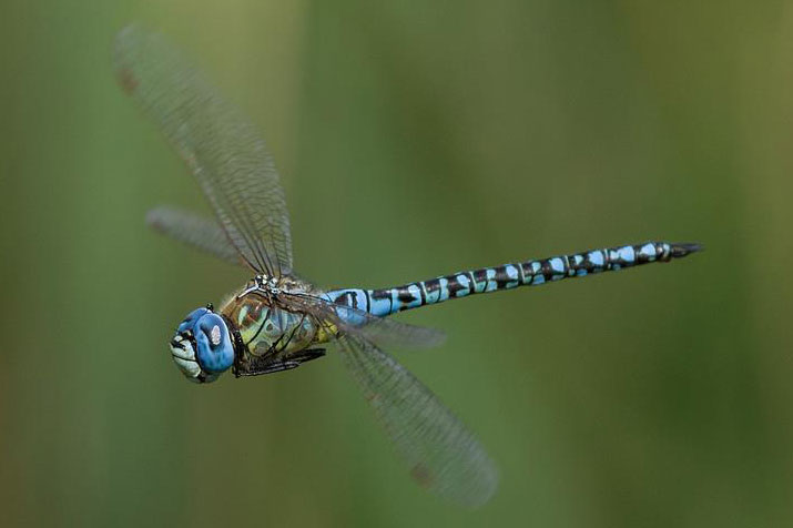 Dragonflies love the ponds at Wat Tyler